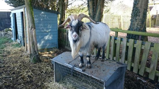 Woodside Animal Farm